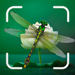 곤충 식별자 앱:버그 아이디