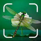 identificador de insectos icono