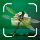 Insect Spider & Bug identifier أيقونة