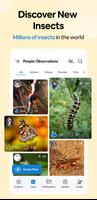 Insect Spider & Bug identifier скриншот 3