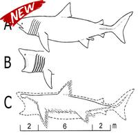 Steps To Draw The Best Fish โปสเตอร์