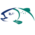 Steelhead