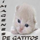 Imagenes de gatitos icône