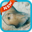 Stingray Wallpaper APK