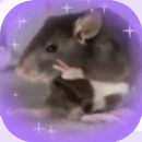 Raton Tierno Stickers WAStickersApps APK