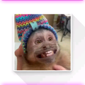 Stickers - Changuito George