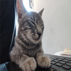 Stickers  gatos - perritos etc APK