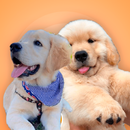 Stickers Golden Retriever APK