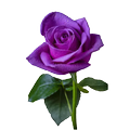 Roses Stickers-WastickerApps