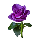 Roses Stickers-WastickerApps APK