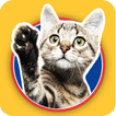 Cats Stickers icon