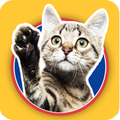 Cats Stickers