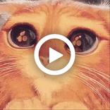 MemeSticker WASticker Animados