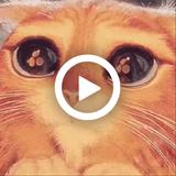 MemeSticker WASticker Animados APK