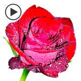 Animated Roses Stickers