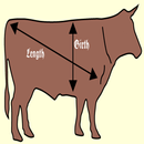 গরুর ওজন ও  মাংসের পরিমান | Calculate Weight APK