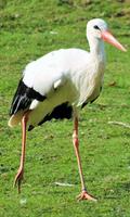 Stork Wallpaper imagem de tela 3