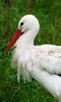 Stork Wallpaper পোস্টার