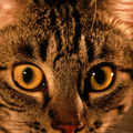 Cat HD  Wallpaper