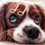 강아지음악 - 반려동물 안정 휴식