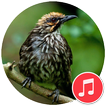 Straw-Headed Bulbul Sounds