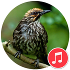 Straw-Headed Bulbul Sounds-icoon