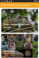 Straw-Headed Bulbul Sounds-poster