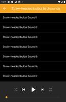 Straw-Headed Bulbul Sounds screenshot 1