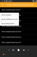 Straw-Headed Bulbul Sounds স্ক্রিনশট 2