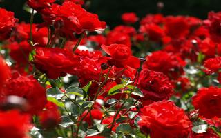 Idées de jardin de roses Affiche