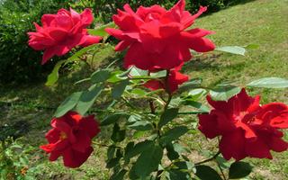 Idées de jardin de roses capture d'écran 1