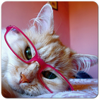Meow Reader アイコン