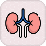 Renal Physiology Kidney Diseas