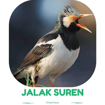 Master Kicau Jalak Suren Gacor Fur Android Apk Herunterladen