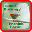 Suara Burung Prenjak Gacor