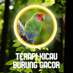 Terapi Kicau Burung Lengkap