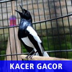 Kacer Gacor Full Isian icône