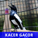 Kacer Gacor Full Isian APK