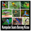 Kumpulan Suara Burung Kicau