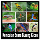 Kumpulan Suara Burung Kicau アイコン