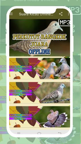 Suara Kicau Offline Burung Perkutut Bangkok Juara For Android Apk Download Suara perkutut ribut di jamin yang lain cepat nyaut.mp3 suara perkutut mp3 duration 17:49 size. apkpure com