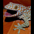 Suara Hewan Tokek