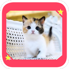 Suara Pemanggil Kucing icon