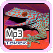Suara Tokek