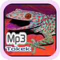 Suara Tokek
