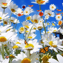 Flowers Live Wallpaper APK