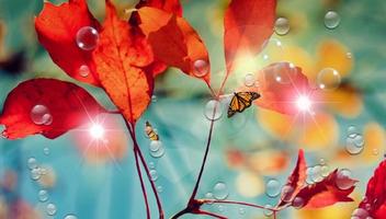 Red Leaf for Galaxy S4 screenshot 3