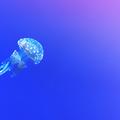 Submarines