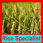 ধান বিশেষজ্ঞ ~ Rice Specialist-icoon