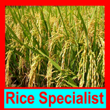 ধান বিশেষজ্ঞ ~ Rice Specialist icône
